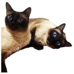 Sham Cat's Love Cat Uno & Kaname Sticker