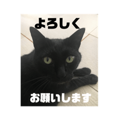 Nekonekocatcat+1