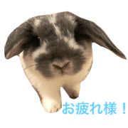 usagi no Genchan