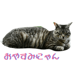 三渓園的貓咪