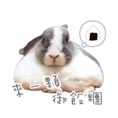 tata-rabbit