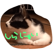 cattoro