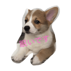 cutenina