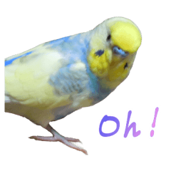 kawaii budgerigar(English)