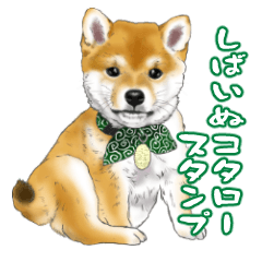 Shiba dog Kotaro sticker