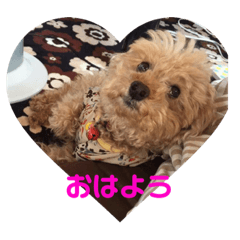 toy poodle SHOKORA stamp