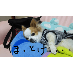 my pet moka