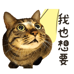 Petopia Cat Life Sticker
