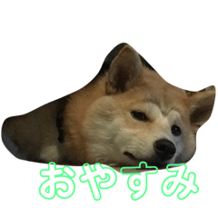 koume(sibaken)sutanp