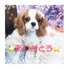 キャバリア犬の赤ちゃんスタンプpart3 Line スタンプ Line Store キャバリア犬の赤ちゃんスタンプpart3 Line スタンプ Line Store