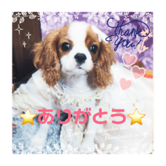 Cavalier puppy stamp Part3
