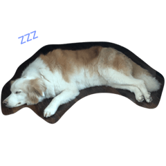 Border collie!!!