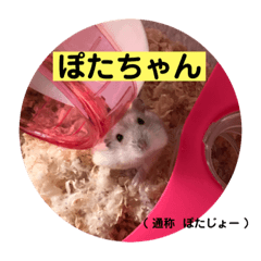 Potachan stamp