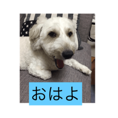 LOVE       DOG
