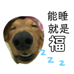 我的狗與貓