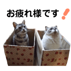 ラグドールとアメショーで日常会話 Line スタンプ Line Store