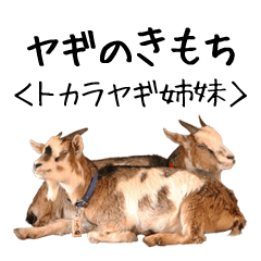 Goat Yoshigake Farm 2