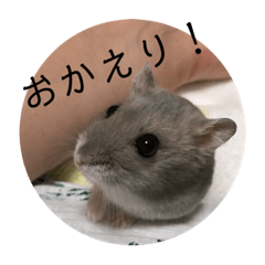 hamstertsumo5