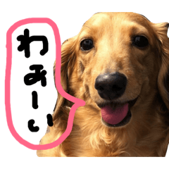 kai@Miniature Dachshund