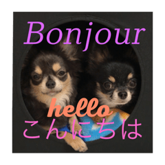 Chihuahua learns French
