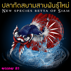 Taaglom New species betta of Siam