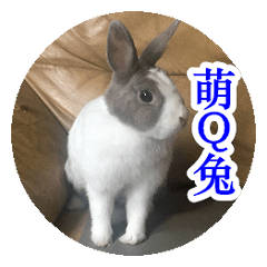 Meng Q Rabbit Family