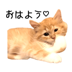 Cat named MUGI sticker