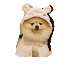 biebie the pomeranian