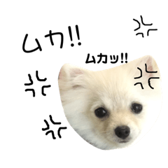 pomeranian Beru
