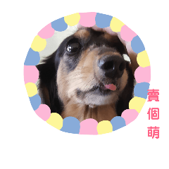 cutest dooog