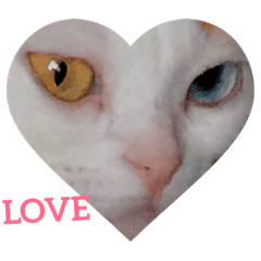 オッドアイ幸運猫 Line スタンプ Line Store