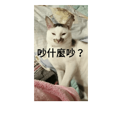喵的怒吼