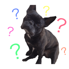 lovely french bulldogs