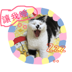 catfamily Chiang