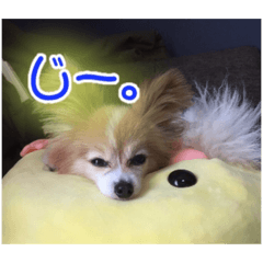prettywanko