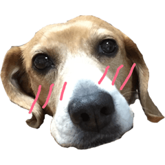 beagle/Koume