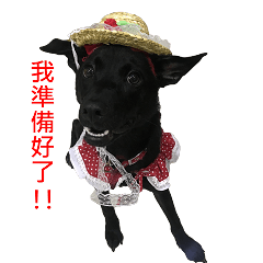 Happy Taiwanese dog