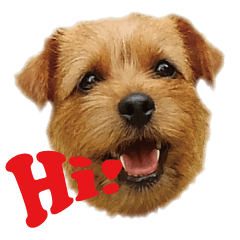 Norfolk Terrier Family -English ver.-