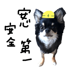 Chihuahua koron daily life