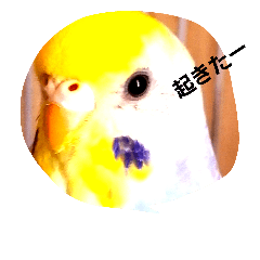 宅インコ