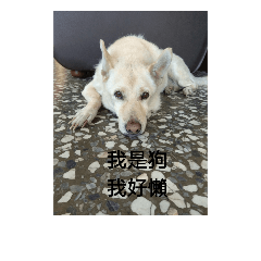 Thanks so much the dog