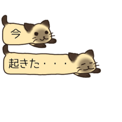 Cat (Siamese cat) - daily -