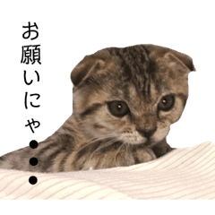 ねこ かわいい オリーブ レモン 62 Line スタンプ Line Store