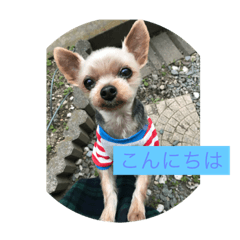 mon chan chan