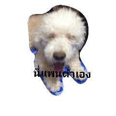 ppPANDApp