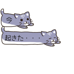 cat (gray) -Daily -