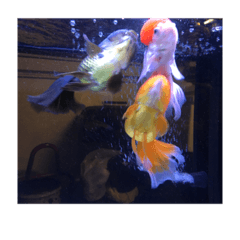 Gildfish