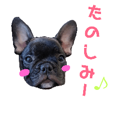 frenchie Rin