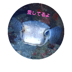 noasa