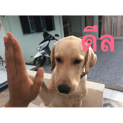 mary is dog